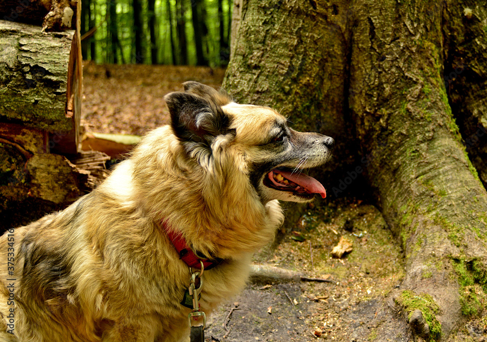 Portret psa w lesie - obrazy, fototapety, plakaty 
