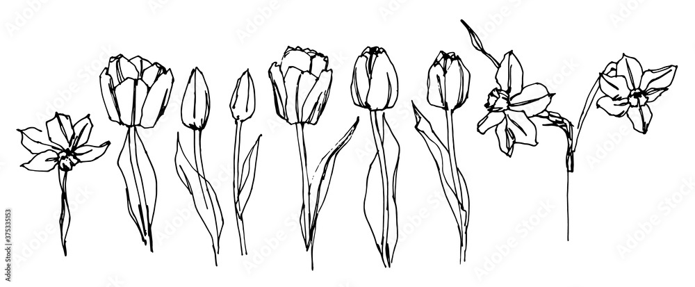 Plakat Vector drawing of a set of tulips on a white background. Set of tulips with leaves. Vector hand drawn illustration on white background.