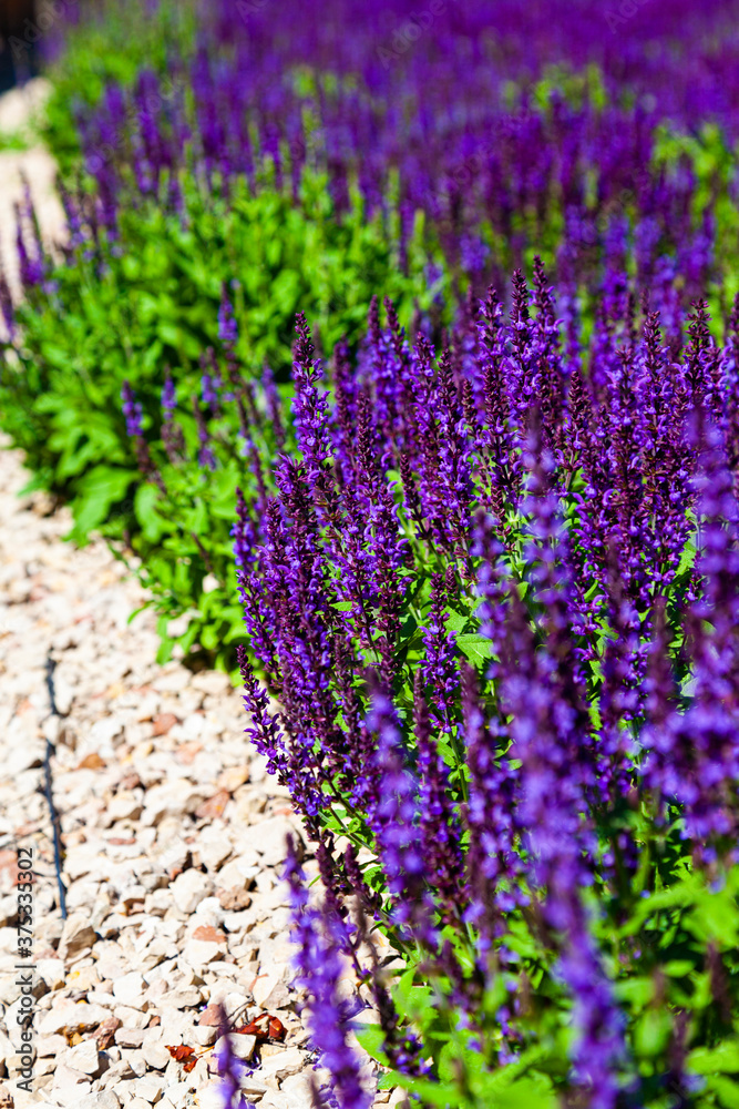 Obraz premium Blooming Lavender.
