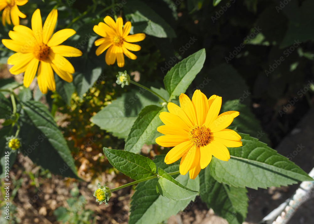 Obraz premium yellow large Echinacea buds with green leaves in the garden . medicinal herbs used in medicine to boost the immune system