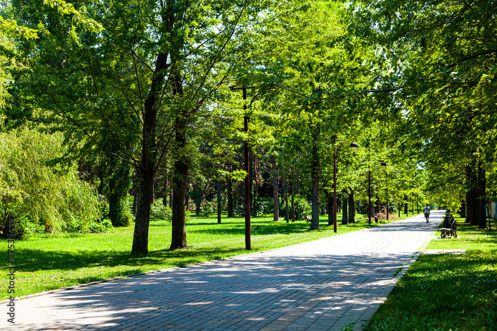 Green trees and alley in the park.