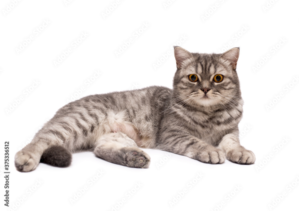 Beautiful Scottish young cat isolated on a white background.