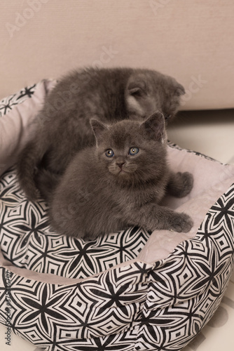 Cute grey Scottish fold little kitten n home interior photo