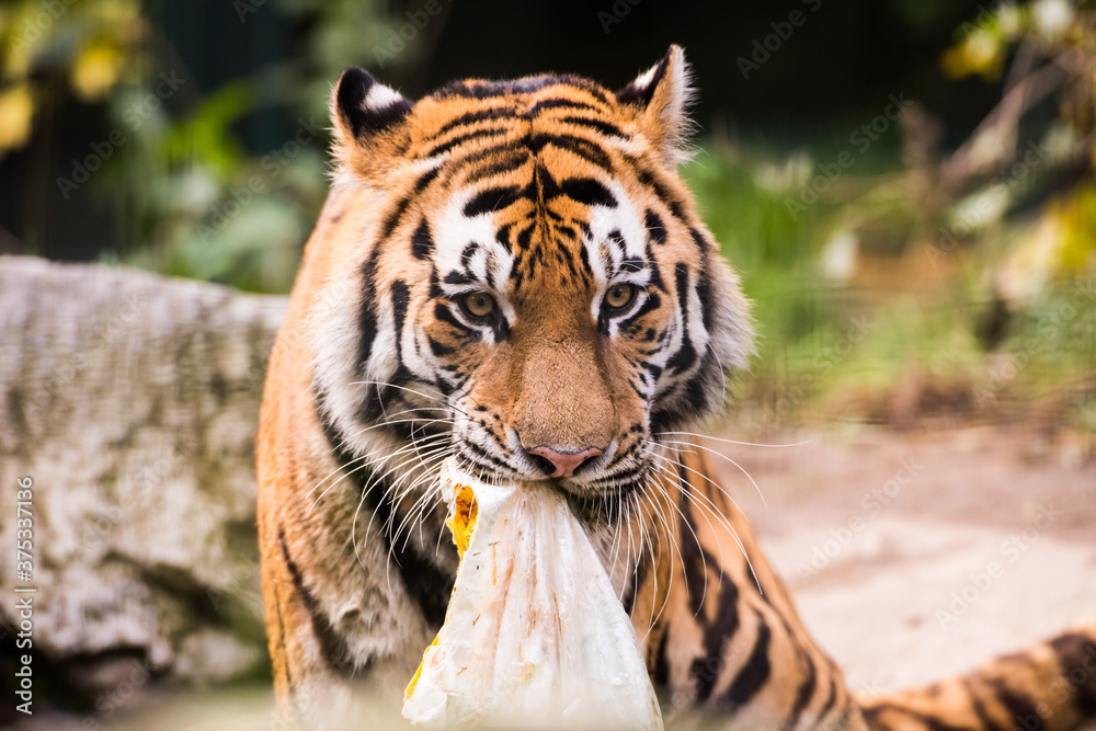 Fototapeta premium Tiger