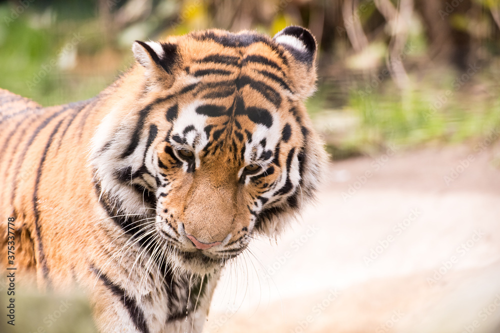 Fototapeta premium Tiger