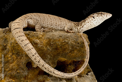 Pygmy mulga monitor (Varanus gilleni)