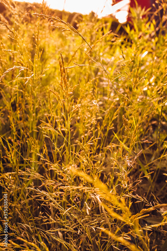 Phalaris arundinacea or canary cane herb. Field in the rays of the summer sunset