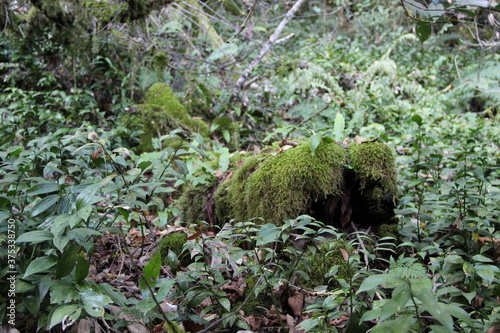 grove