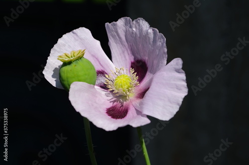 Bud of blooming pink poppy with closed poppy heads. Selective focus.