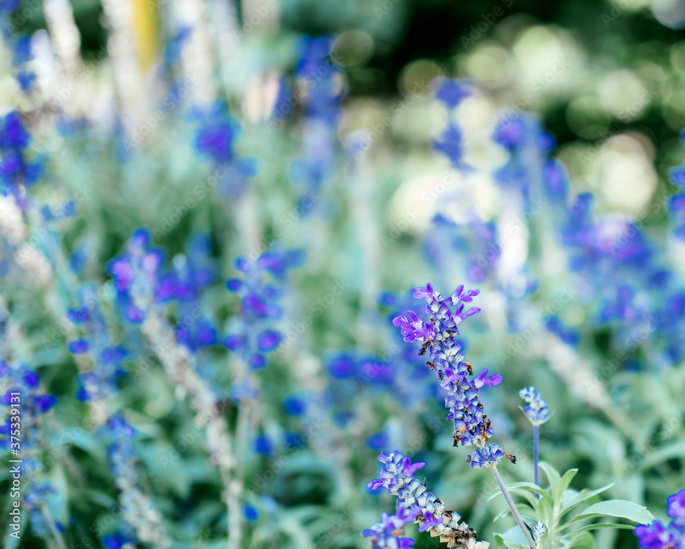 Fototapeta premium lavender blooms. Selective focus. Agricultural land, horticulture, organic ecological environment.