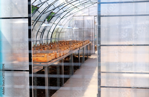 Seedlings in boxes on tables in a greenhouse, grown from seeds. Agricultural land, horticulture, organic ecological environment. Banner with copy space.