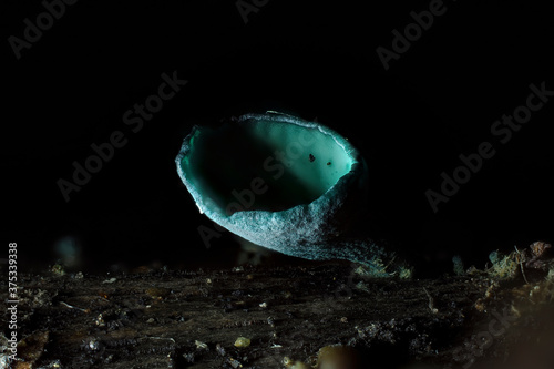 The Green Elfcup (Chlorociboria aeruginosa) is a mushroom on wood photo