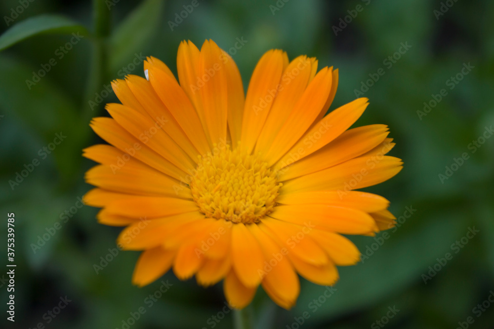 Very beautiful chrysanthemums, yellow bud for the holiday, in hot summer weather Very beautiful chrysanthemums, yellow bud for the holiday, in hot summer weather
