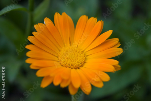 Very beautiful chrysanthemums  yellow bud for the holiday  in hot summer weather