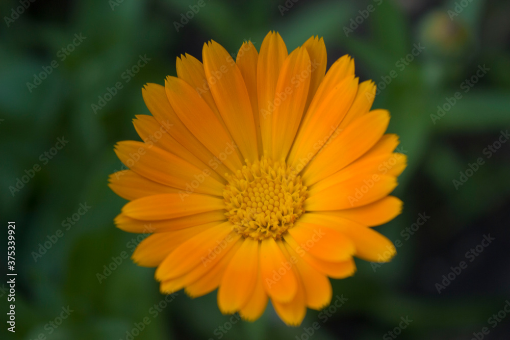 Very beautiful chrysanthemums, yellow bud for the holiday, in hot summer weather Very beautiful chrysanthemums, yellow bud for the holiday, in hot summer weather