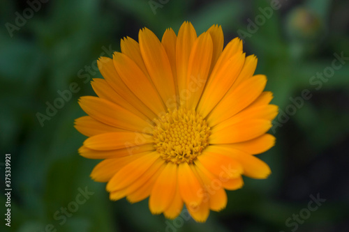 Very beautiful chrysanthemums  yellow bud for the holiday  in hot summer weather