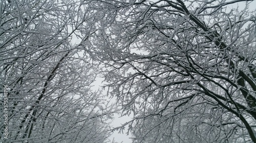Weiße Bäume im Winter