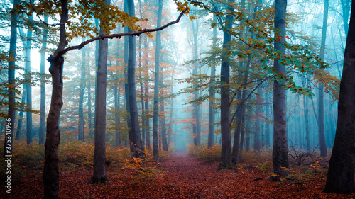 Wald im Herbst mit Nebel - Dölauer Heide in Halle-Saale