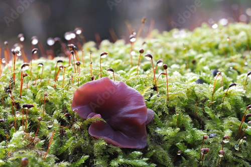 Ascocoryne cylichnium photo
