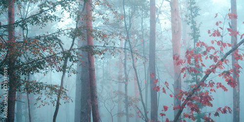 Nebel im Wald im Herbst