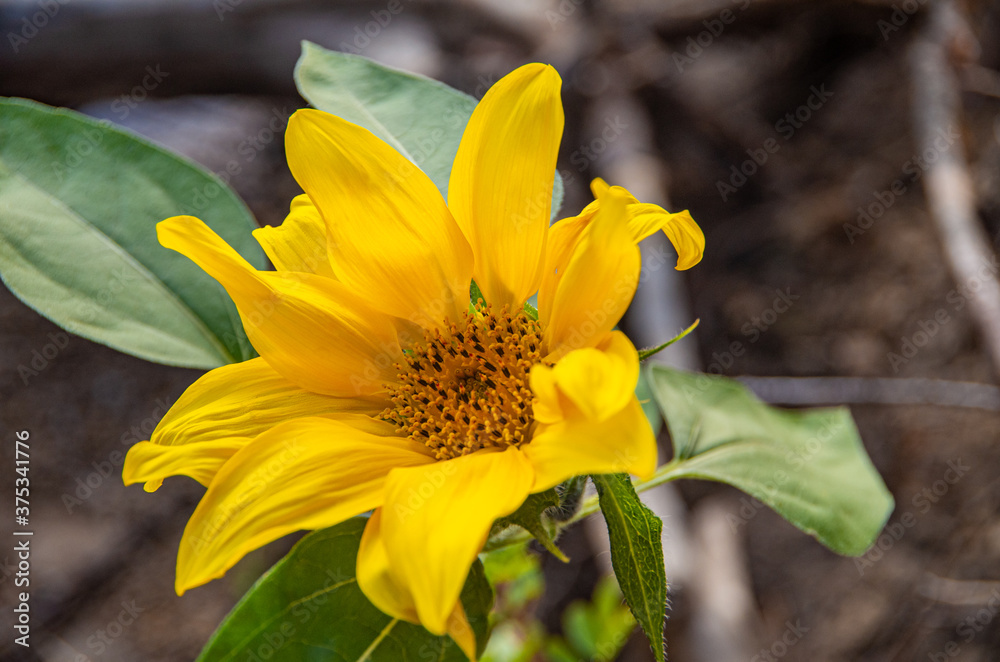 Fototapeta premium yellow flower, close-up