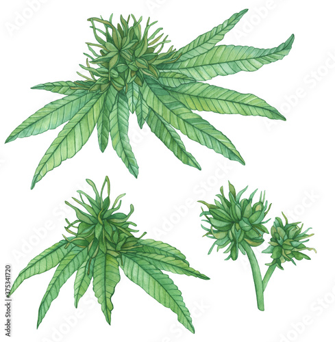 Beautiful Watercolor green blossom cannabis marijuana branches