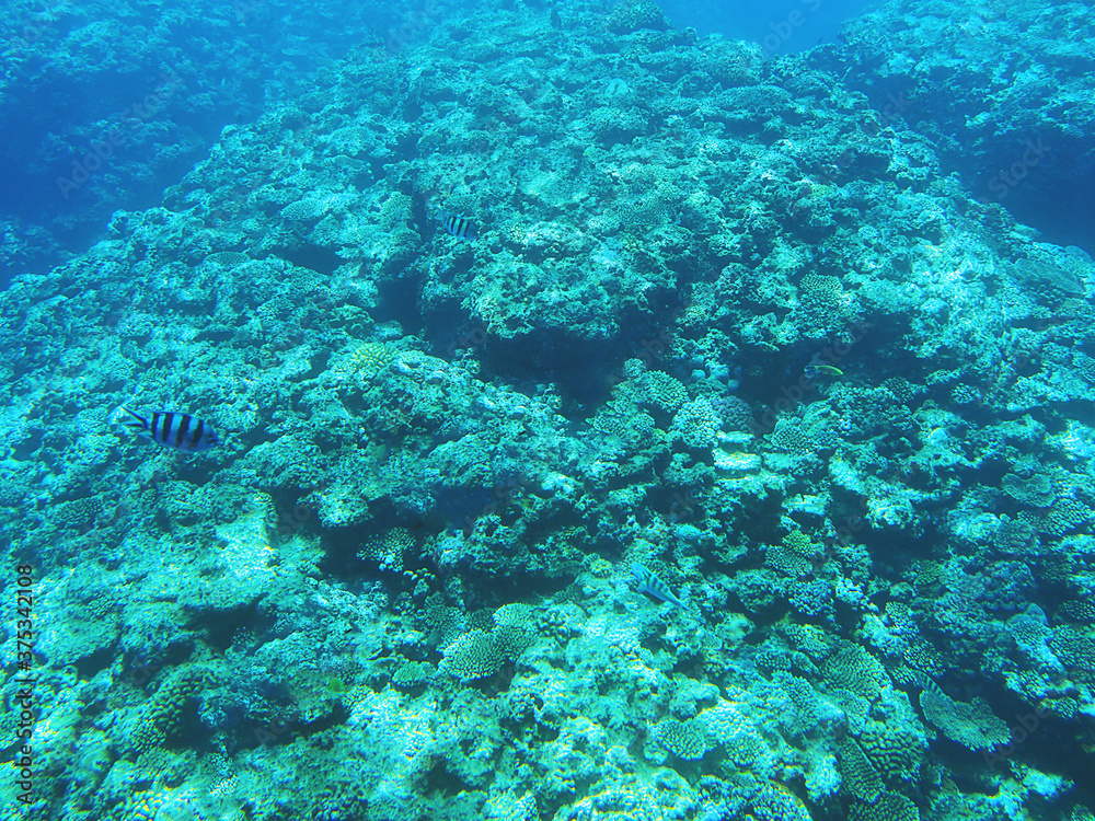熱帯魚が泳いでる沖縄の海とサンゴ礁 Stock Photo Adobe Stock