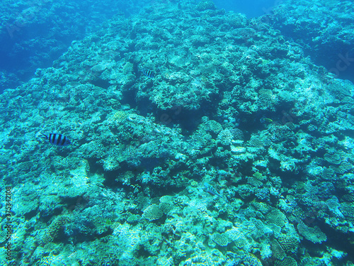 熱帯魚が泳いでる沖縄の海とサンゴ礁