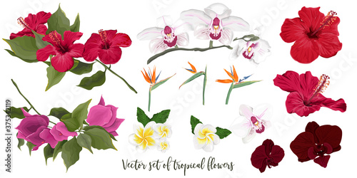 Vector set of tropical flowers. Orchid, hibiscus, bougainvillea, strelitzia, frangipani, orchid. Flowers and leaves on a white background.