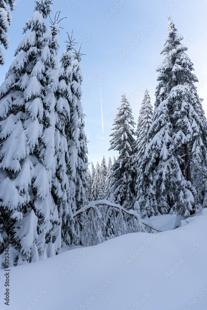 Fototapeta premium Snow covered fir trees on the background of mountain peaks. Snowy winter landscape.