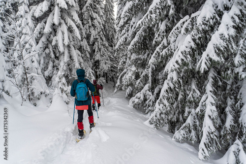 Man walking through winter mountain pine forest