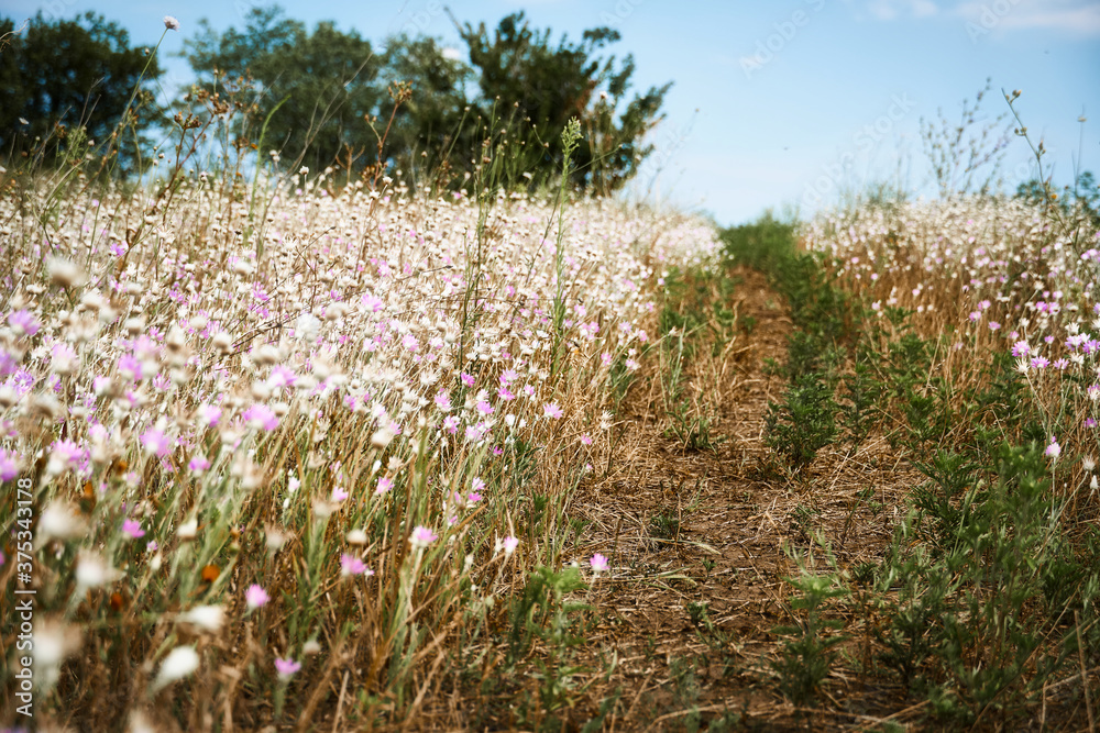 beautiful summer landscape with pink wild flowers beautiful summer landscape with pink wild flowers