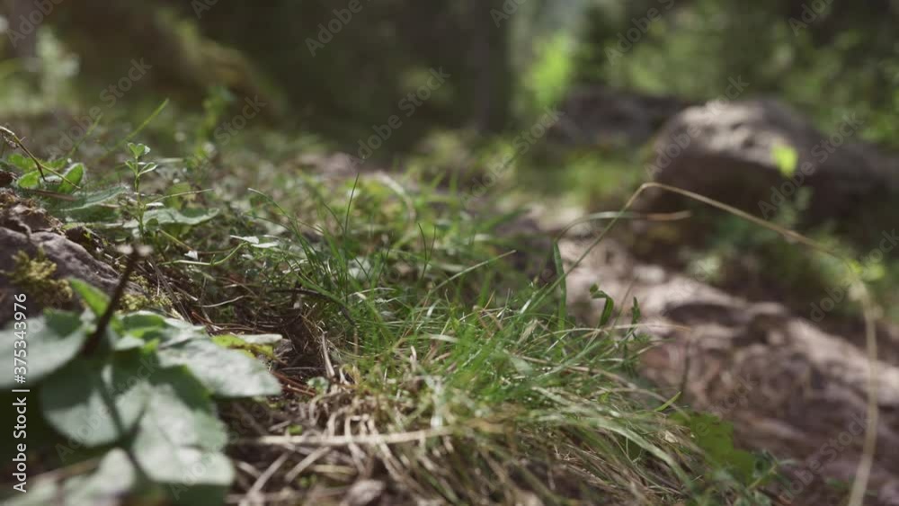 Hand Picking Wild Edible Mushroom in the Autumn Forest Hand Picking Wild Edible Mushroom in the Autumn Forest