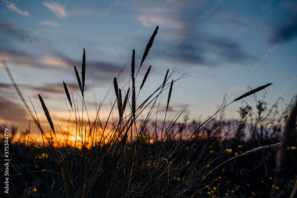 Dry grass at sunset Dry grass at sunset
