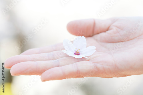 花びらを持つシニア女性の手元