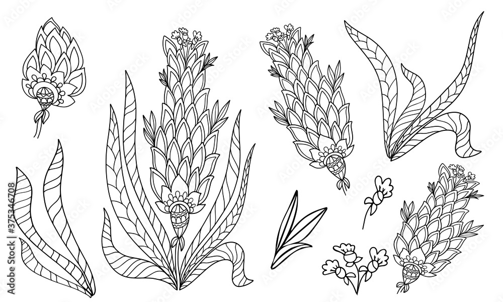 set of flower elements fabulous plant coloring isolate on white background illustration for book black and white image with herbal elements anti stress vector graphics print for textile stroke doodle 