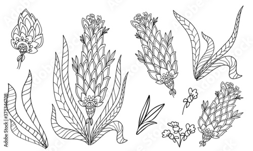 set of flower elements fabulous plant coloring isolate on white background illustration for book black and white image with herbal elements anti stress vector graphics print for textile stroke doodle 