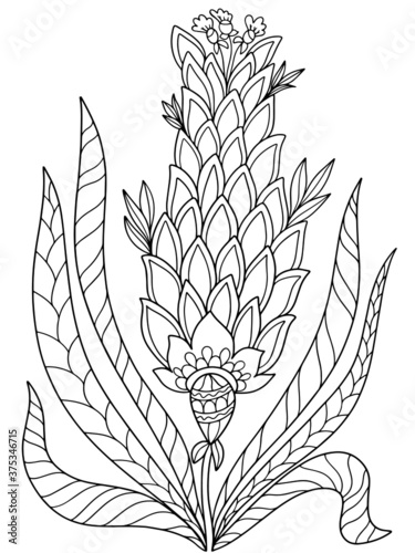  flower fairy plant coloring isolate on white background illustration for book black and white image with herbal elements anti stress vector graphics print for textile stroke doodle sketch abstract