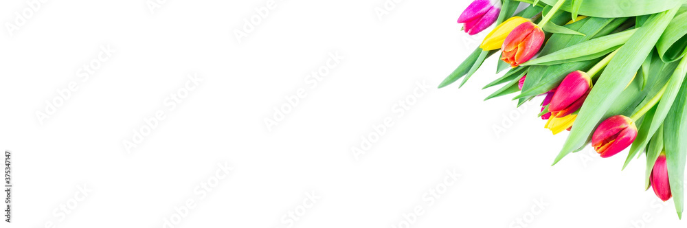 Tulips on white background, isolated Tulips on white background, isolated