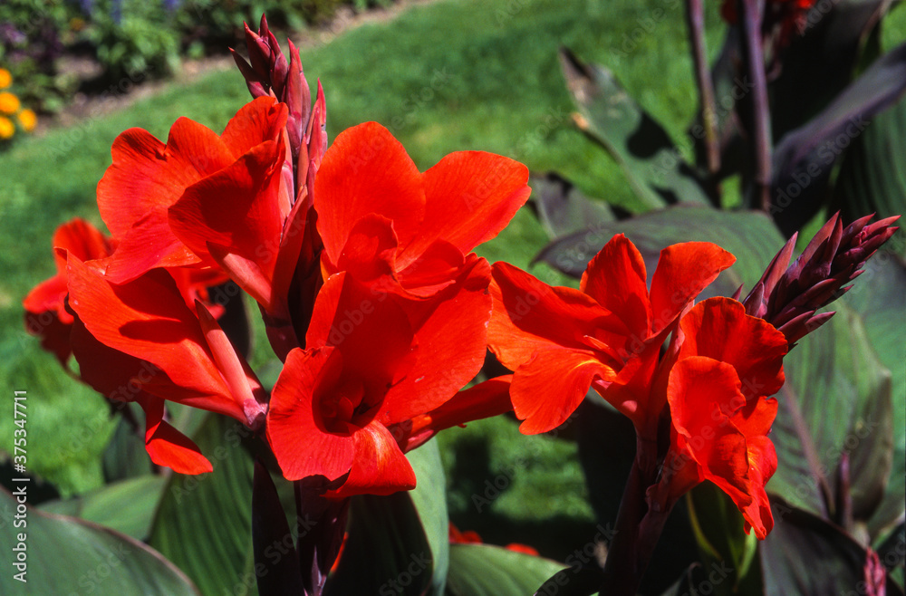 Balisier, Canna, canna 'Corrida'