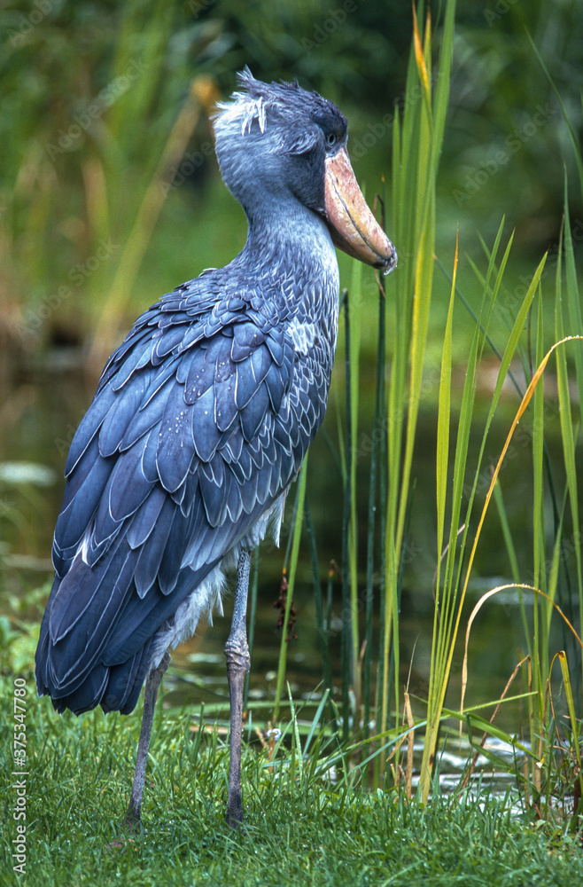Bec en sabot du Nil.Balaeniceps rex , Shoebill Stock Photo Adobe Stock