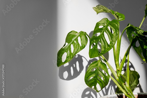 Beautiful plant Monstera Monkey Mask in a white pot stands on a white pedestal on a white background. Houseplant Monstera obliqua on a white background with hard shadows. photo