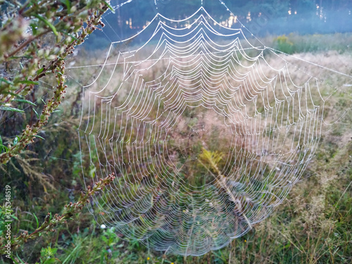 Early morning cobwebs or web spider with dewdrops are stretched between the plants.