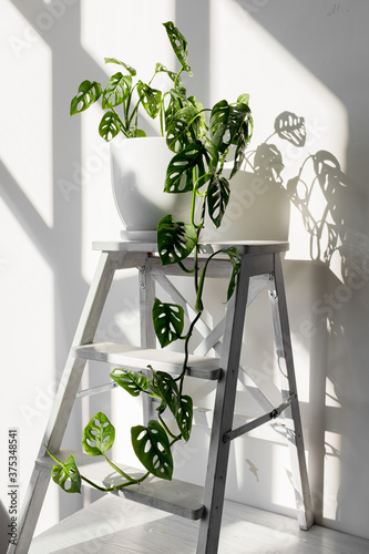 Beautiful plant Monstera Monkey Mask in a white pot stands on a white pedestal on a white background. Houseplant Monstera obliqua on a white background with hard shadows. photo