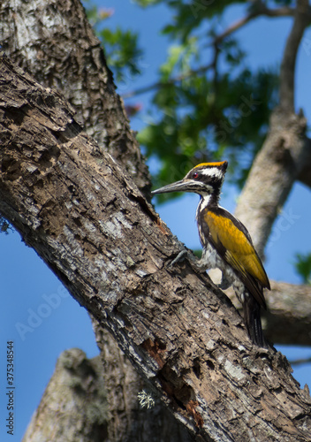 Black-backed Yellow Woodpecker or White-naped Woodpecker (Chrysocolaptes festivus), Sri Lanka