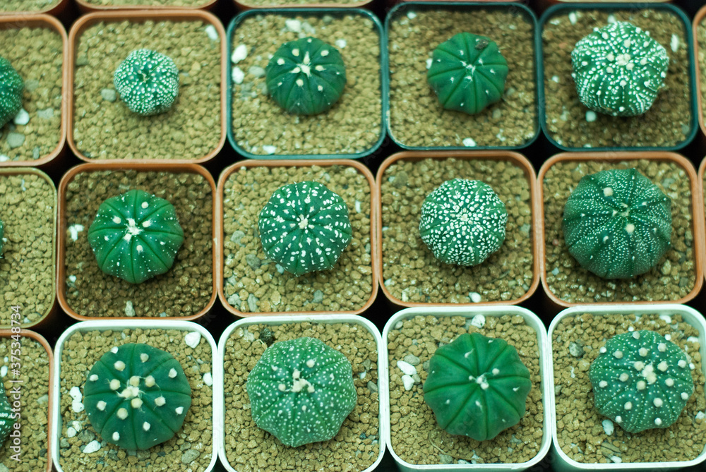 Many beautiful colored cactus gardens Many beautiful colored cactus gardens