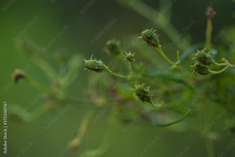 Green wild grass macro bokeh Green wild grass macro bokeh