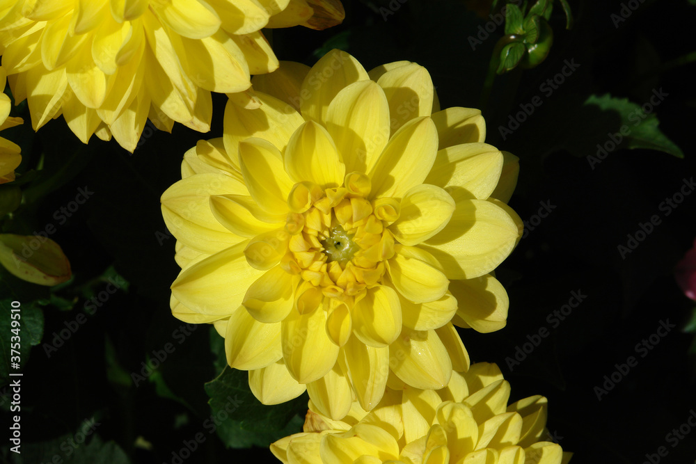 Yellow dahlia flower of the 'Sisa' variety in the garden, top view, close up Yellow dahlia flower of the 'Sisa' variety in the garden, top view, close up