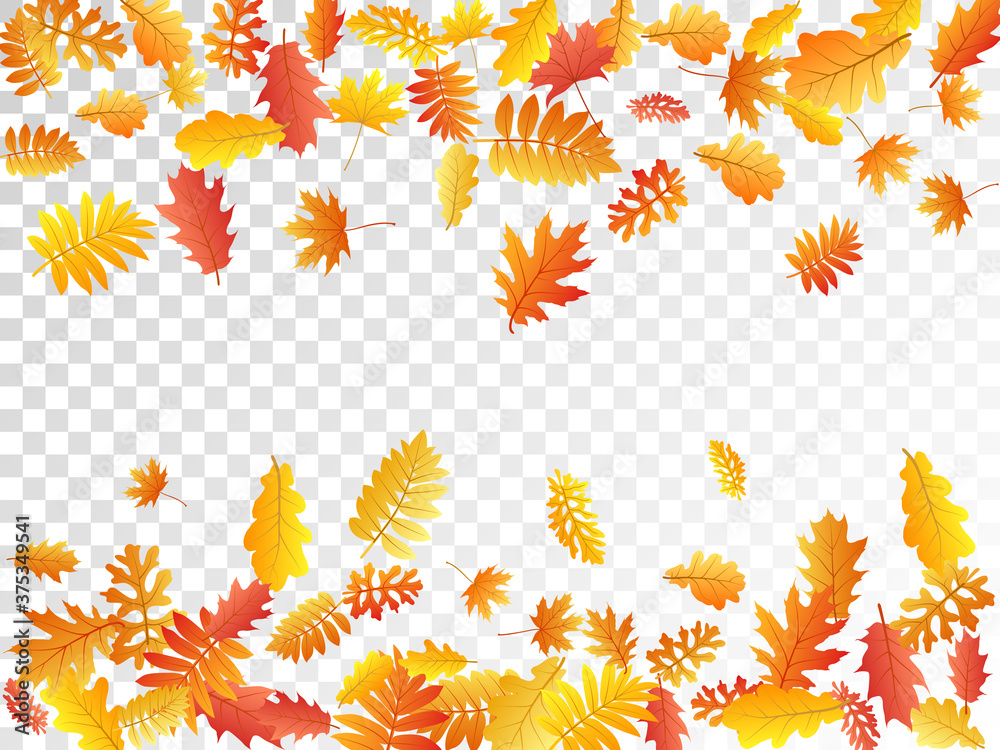 Oak, maple, wild ash rowan leaves vector, autumn foliage on transparent background. Oak, maple, wild ash rowan leaves vector, autumn foliage on transparent background.