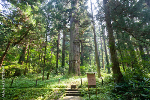 羽黒山の爺杉